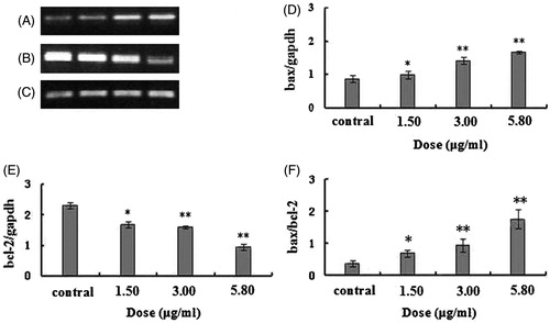 Figure 5. The bax/bcl2 mRNA in U251 cells after treatment with different doses of 2-dihydroailanthone. After 48 h treatment by different doses of 2-dihydroailanthone, bax/bcl2 mRNA in the U251 cells were measured by RT-PCR. (A) Bax, (B) bcl-2, (C) gapdh, (D) histogram of bax, (E) histogram of bcl-2, (F) histogram of bax/bcl-2 ratio, *p < 0.05, **p < 0.01 (n = 3).