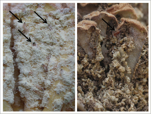 Figure 1. The microlepidopteran Anatrachyntis sp. is a specialist pollinator of Cycas micronesica. Left: microstrobilus tissue is tunneled and consumed by larvae (arrows) immediately after pollen dispersal. Right: within days the entire microstrobilus is reduced to frass and pupation (arrow) heralds in a new generation of pollinators. The role of cycad sugars in mediating this mutualism is unknown.