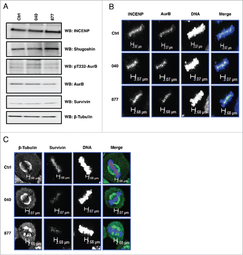 Figure 6. OGA knockdown had little effect on the expression or localization of the chromosomal passenger protein complex. (A) Protein expression of AurB and the other components of the CPC were unchanged in the OGA KD cells. (B) Localization of AurB and INCENP is unchanged in the OGA KD cells. (C) Localization of Survivin was reduced at the spindle midzone in the OGA KD cells. All experiments were performed with at least 3 biological replicates.