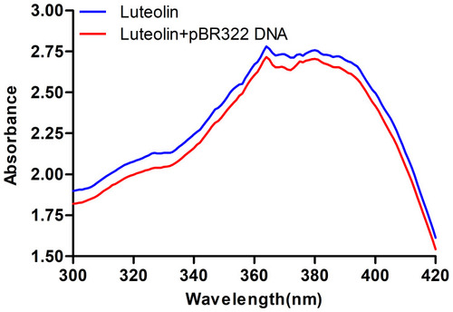 Figure 7 UV spectra of interaction of luteolin and DNA.