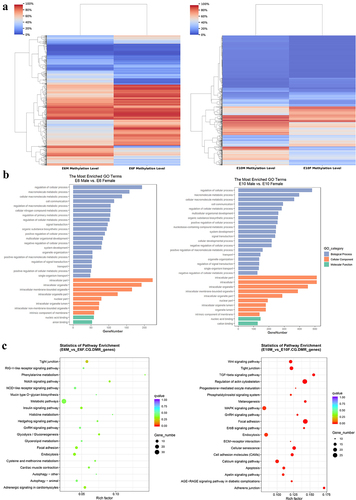 Figure 4. Functional enrichment analysis of differentially methylated genes: (a) the cluster heatmap displays the methylation levels of CG-DMRs between sexes at E6 (left panel) and E10 (right panel). The varying shades of color represent the methylation level; (b) GO enrichment analysis of differentially methylated genes between sexes at E6 (left panel) and E10 (right panel); (c) KEGG pathway analysis of differentially methylated genes between sexes at E6 (left panel) and E10 (right panel).