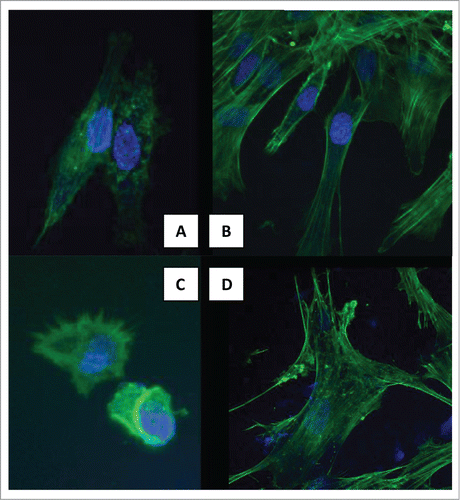 Figure 1. Fluorescent staining of the f-actin cytoskeleton (green) and DNA (blue), showing cell spreading. (A) 6 h on MWCNTs. (B) 3rd day on MWCNTs. (C) 6 h on TCP. (B) 3rd day on TCP.