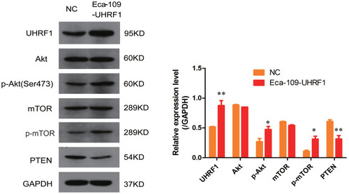 Figure 5 The effect of UHRF1 overexpression on the expression of key proteins in the PI3K/Akt/mTOR signaling pathway in Eca109 cells (*P < 0.05, **P < 0.01 vs NC group).