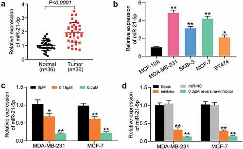 Figure 2. MiR-21-5p was significantly upregulated in breast cancer cells and tissues. (a) Relative miR-21-5p expression was detected by RT-qPCR in breast cancer tissues and adjacent normal tissues. (b) Relative miR-21-5p expression was detected by RT-qPCR in breast cancer cell lines (MDA-MB-231, SKBr-3, MCF-7 and BT474) and normal breast cell line (MCF-10A). (c) RT-qPCR analysis of miR-21-5p expression in MDA-MB-231 and MCF-7 cell lines treated with 0 μM, 0.15 μM and 0.3 μM reversine for 48 h. (d) RT-qPCR analysis of miR-21-5p expression in MDA-MB-231 and MCF-7 cell lines treated with negative control (NC), miR-21-5p inhibitor (miR-inhibitor) or miR-21-5p inhibitor together with 0.3 μM reversine for 48 h. Blank indicated untreated group. * P < 0.05, ** P < 0.001 compared to MCF-10A or 0 μM group or Blank group.