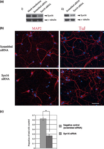 Figure 7.  Syn 16 silencing attenuates neurite outgrowth of primary cortical neurons. (a) Syn 16 silencing with siRNA: (i) Neuro-2A cells were either mock transfected, or transfected with either scrambled siRNA or Syn 16 siRNA. Syn 16 proteins levels were analyzed after 48 hours by Western immunoblot with Syn 16 antibody. The blot was reprobed with γ-tubulin to indicate normalized protein loading; and (ii) Mouse primary cortical neurons at 6DIV were transfected with either scrambled siRNA or Syn 16 siRNA. Syn 16 proteins levels were analyzed at 9DIV by Western immunoblot as above. (b) Dendritic outgrowth of primary cortical neurons (6DIV) transfected with scrambled or Syn 16 siRNA were assessed by MAP2 (left panels) and βIII-tubulin (TuJ) labelings. Cells were incubated for 48 h with the siRNA, the transfection media was then removed and the cells were incubated in normal media for another 48 h before fixation and immunofluoresence labeling. Scale bar = 50 µm. (c) Graph comparing the extent of dendrite growth in mouse primary cortical neurons transfected with scrambled (n=170) or Syn 16 siRNA (n=196). Dendrite outgrowth is expressed as mean±SD of the proportion of cells with their longest neurite being longer than 5 cell body lengths, out of total number of cells counted; **indicates p<0.001.