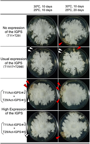 Fig. 9. Sexual development of dikaryotic strains of S. commune with different levels of the IGPS expression.