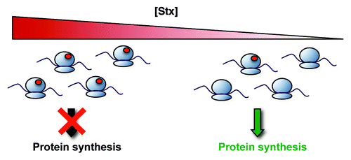 Figure 1. Molecular mechanisms of Stx pathobiology. Stx inactivates host ribosomes by removing a specific adenine residue from the 28S rRNA, a lesion depicted by the red circles in the figure. Overall protein synthesis is therefore inhibited. However, at lower concentrations that have only minor effects on global protein synthesis, Stx induces changes in gene expression that alter the endothelial phenotype. Adapted with permission from Lippincott Williams and Wilkins/Wolters Kluwer Health: Current Opinion in Nephrology and Hypertension,Citation6 copyright 2012.
