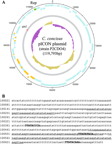 Fig. 2 The pICON plasmid.a Circularised diagram of the pICON plasmid in C. concisus strain P2CDO4. The outer black circle indicated genome base positions around the plasmid, and the outer blue circles represented CDSs on both forward and reverse strands. The plasmid replication initiation protein (Rep) was coloured in green. Predicted secreted proteins were coloured in orange. The grey circle represented the plasmid nucleotide sequence with predicted origin of replication (ori) site coloured in red. The inner circle was G+C content plot, G+C content below and above average were coloured in purple and brown, respectively. b Position and sequence of the ori site. Ori was predicted at the position with lowest G+C content. AT-rich regions containing sequence repeats were underlined. DnaA boxes were shown in upper case and bold