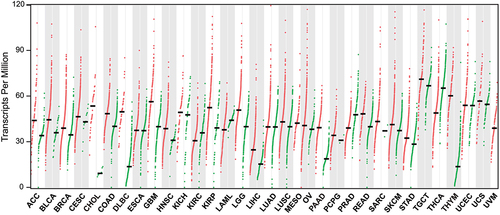 Figure 5. Expression profile of MCRS1 in different types of cancer tissues. MCRS1 expression across all tumor tissues (red) and their corresponding normal tissues (green) from the TCGA database are displayed by dot plots (https://gepia.cancer-pku.cn). Each dot represents the expression level of MCRS1 in one patient’s tissue sample. Most cancers overexpress MCRS1 compared to normal tissues. ACC: Adrenocortical carcinoma, BLCA: Bladder urothelial carcinoma, BRCA: Breast invasive carcinoma, CESC: Cervical squamous cell carcinoma and endocervical adenoma, CHOL: Cholangio carcinoma, COAD: Colon adenocarcinoma, DLBC: Lymphoid neoplasm diffuse large B-cell lymphoma, ESCA: Esophageal carcinoma, GBM: Glioblastoma multiforme, HNSC: Head and neck squamous cell carcinoma, IKCH: Kidney chromophobe, KIRC: Kidney renal clear cell carcinoma, KIRP: Kidney renal papillary cell carcinoma, LAML: Acute myeloid leukemia, LGG: Brain lower-grade glioma, LIHC: Liver hepatocellular carcinoma, LUAD: Lung adenocarcinoma, LUSC: Lung squamous cell carcinoma, MESO: Mesothelioma, OV: Ovarian serous cystadenocarcinoma, PAAD: Pancreatic adenocarcinoma, PCPG: Pheochromocytoma and paraganglioma, PRAD: Prostate adenocarcinoma, READ: Rectum adenocarcinoma, SARC: Sarcoma, SKCM: Skin cutaneous melanoma, STAD: Stomach adenocarcinoma, TGCT: Testicular germ cell tumors, THCA: Thyroid carcinoma, THYM: Thymoma, UCEC: Uterine corpus endometrial carcinoma, UCS: Uterine carcinosarcoma, UVM: Uveal melanoma.