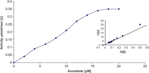 Figure 4. Effects of ascorbate concentration on zucchini fruit ascorbate oxidase photo immobilized onto polyethylene disc (inset: Lineweaver-Burk plot).