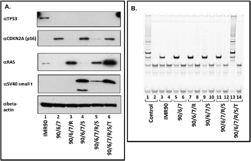 Figure 1. Expression and activity of genetic elements employed for the transformation of human IMR90 fibroblasts. The following cell lines were analyzed: IMR90; IMR90/E6/E7 (90/6/7); IMR90/E6/E7/RAS (90/6/7/R); IMR90/E6/E7/small t (90/6/7/S); IMR90/E6/E7/RAS/small t (90/6/7/R/S); IMR90/E6/E7/RAS/small t/TERT (90/6/7/R/S/T). (A.) Western blot analyses of the expression of TP53 (uppermost panel), CDKN2A / p16 (second panel from the top), RAS (second panel from the bottom) and of SV40 small t antigen (lowermost panel). Cell lines analyzed are appropriately indicated below the images. 30 µg of nuclear extract (for the analysis of TP53, CDKN2A and RAS expression) or cytoplasmic extract (SV40 small t expression) were loaded per lane and separated by SDS 12% -PAGE. (B.) Telomere repeat amplification assay (TRAP). 2µg of cellular lysate were employed for each assay [Citation50]. TRAPEZE Telomerase Detection Kit (Millipore) positive control reaction without (lane 1) or after heat inactivation (lane 2). Individual cell lines analyzed are appropriately indicated below the image. Odd numbers: without heat treatment; even numbers: after heat inactivation.