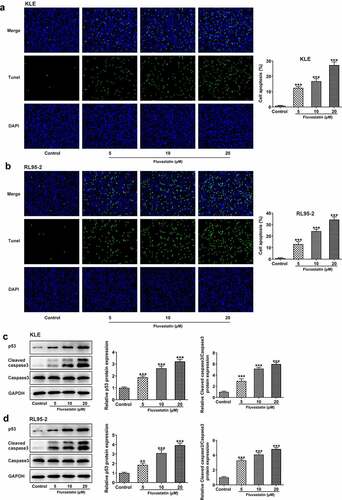 Figure 3. Fluvastatin induces the apoptosis of EC cells. (a-b) The apoptosis and (c-d) apoptosis-related protein expressions in EC cells exposed to fluvastatin. **P < 0.01, *** P < 0.001 versus control