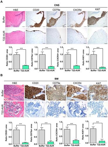 Figure 8 T22-AUR effect on lymphoma infiltration burden in the affected organs (CNS and BM). (A and B) Hematoxylin and eosin (H&E) staining, anti-CD20, anti-CD79a, anti-CXCR4 and anti-Ki67 immunohistochemical representative pictures and quantification of the ratio of the positive stained tissue area for each marker in CNS and BM organs from animals treated either with buffer or T22-AUR. Ratio quantification was obtained dividing the area of positive cells in 12 counted fields in samples T22-AUR-treated by the counted positive area in 12 fields of buffer-treated samples. Pictures were taken at 100x (scale bars= 200 μm) for CNS and 200x (scale bars= 100 μm) for BM. All data are shown as mean ± standard error. ***p≤0.005.