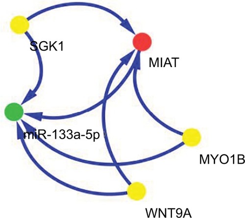 Figure 5 ceRNA network of MIAT in NSCLC.Note: Red node represents lncRNA; yellow nodes represent mRNAs; and green node represents miRNA.Abbreviations: ceRNA, competing endogenous RNA; lncRNA, long non-coding RNA; MIAT, myocardial infarction-associated transcript; MYO1B, myosin IB; NSCLC, non-small-cell lung cancer; SGK1, serum/glucocorticoid regulated kinase 1; WNT9A, Wnt family member 9A.