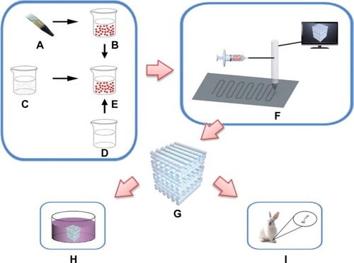 Figure 1 Schematic representation illustrating production and testing of the 3D printed scaffolds.Notes: PRF clots were prepared (A), the serum was squeezed out, and the PRF membrane was cut into granules (B). Nano-BCP (C), 16 wt% PVA solution (D), and PRF granules (B) were mixed to prepare BCP/PVA/PRF paste (E). Illustration of the 3D printer and printing process (F) used to create the printed scaffolds (G) which were subjected to in vitro experiments with bone marrow mesenchymal stem cells (H) and tested in vivo in a critical-size bone defect model in the rabbit radius (I).Abbreviations: BCP, biphasic calcium phosphate; 3D, three-dimensional; PVA, polyvinyl alcohol; PRF, platelet-rich fibrin.