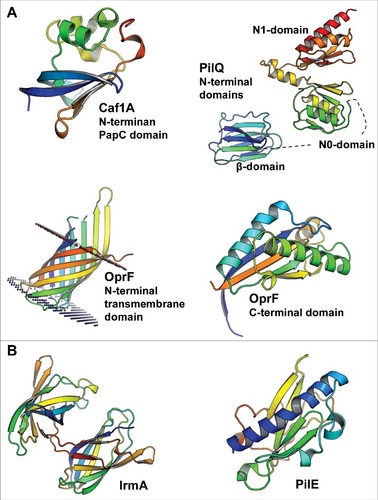 Figure 1. The 3D structures of bacterial cytokine-binding proteins colored from the N-terminus (blue) to the C-terminus (red). (A) The N-terminal PapC domain of Y. pestis Caf1A (PDB:4BOE), the β, N0 and N1 domains of N. meningitidis PilQ (PDB:4AV2), the N-terminal transmembrane domain (PDB:4RLC), and the C-terminal domain (PDB:5U1H) of P. aeruginosa OprF are located in the outer membrane of gram-negative species. (B) E. coli IrmA (PDB:5EK5) and N. meningitidis PilE (PDB:5JW8) are secreted to and face the extracellular space, respectively. The figures were prepared with PyMol (www.pymol.org)