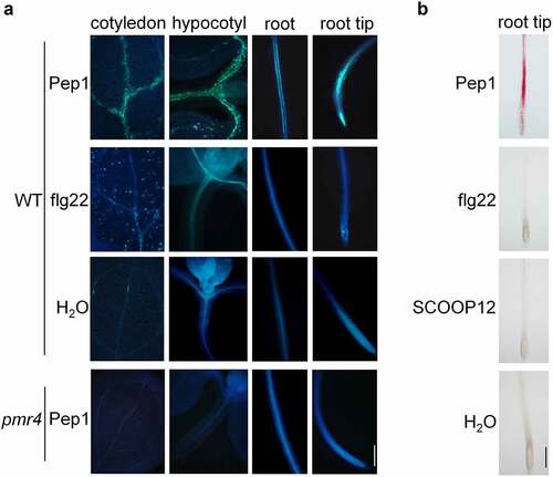 Figure 1. Pep1 induces callose and lignin depositions in roots and shoots. (a) Pep1 induces callose deposition in the vasculature of shoot and root. (b) Pep1 induces lignin deposition in the vasculature of shoot and root. One-week-old plate-grown seedlings of WT or pmr4 mutants were treated with H2O, 1 μM Pep1, 1 μM SCOOP12, or 1 μM flg22 for 24 hours, followed by callose (A) or lignin staining (B). At least ten seedlings for each treatment were detected with similar results. Bar = 200 μm. All experiments were repeated three times with similar results.