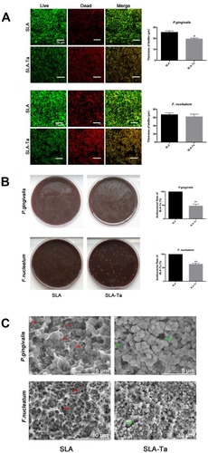 Figure 2 (A) Fluorescent images and the biofilm thickness of P. gingivalis and F. nucleatum cultured on SLA and SLA-Ta surfaces for 24 h, obtained by CLSM after live/dead staining. (B) Re-cultivated bacterial colonies of P. gingivalis and F. nucleatum (detached from SLA and SLA-Ta) on agar plate. The antibacterial rate of SLA-Ta surface against P. gingivalis and F. nucleatum was also calculated. (C) SEM morphologies of P. gingivalis and F. nucleatum seeded on SLA and SLA-Ta at 24hrs, the red arrow represented the EPS formed by the bacteria on SLA surface and the green arrow represented the crinkled bacteria on SLA-Ta surface.Abbreviation: EPS, extracellular polymeric substances. 