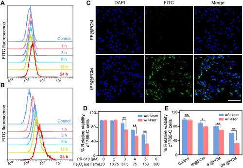 Figure 3 Cellular uptake and cytotoxicity of tPF@PCM. (A, B) Cellular uptake of FITC-labeled PF@PCM (A) and tPF@PCM (B) determined by flow cytometry. (C) CLSM images of 786-O cells co-incubated with FITC-labeled PF@PCM (top row) and tPF@PCM (bottom row) at 50 μg Fe/mL for 6 h. Cell nuclei were stained with DAPI (blue). Scale bar represents 200 μm. (D) Cytotoxicity evaluation of tPF@PCM with different concentrations of PR-619 and Fe3O4 NPs against 786-O cells with or without laser irradiation. **P < 0.01. (E) Cytotoxicity evaluation of tP@PCM, tF@PCM, and tPF@PCM (5 μM for PR-619; 150 μg Fe/mL for Fe3O4 NPs) against 786-O cells with or without laser irradiation. *P < 0.05; **P < 0.01; ns = P ≥ 0.05.