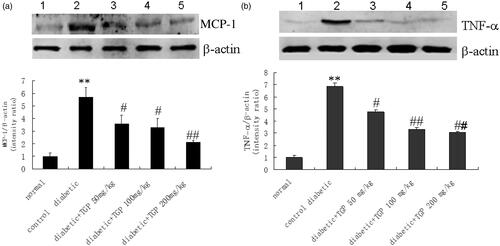 Figure 8. (a) Western blot analysis of MCP-1 in liver issue in five groups of rats. (1) Normal; (2) control diabetic; (3) diabetic + TGP 50 mg/kg; (4) diabetic + TGP 100 mg/kg; (5) diabetic + TGP 200 mg/kg. **p < 0.01 vs. normal; #p < 0.05, ##p < 0.01 vs. control diabetic. (b) Western blot analysis of TNF-α in liver issue in five groups of rats. (1) Normal; (2) control diabetic; (3) diabetic + TGP 50 mg/kg; (4) diabetic + TGP 100 mg/kg; (5) diabetic + TGP 200 mg/kg. **p < 0.01 vs. normal; #p < 0.05, ##p < 0.01 vs. control diabetic.