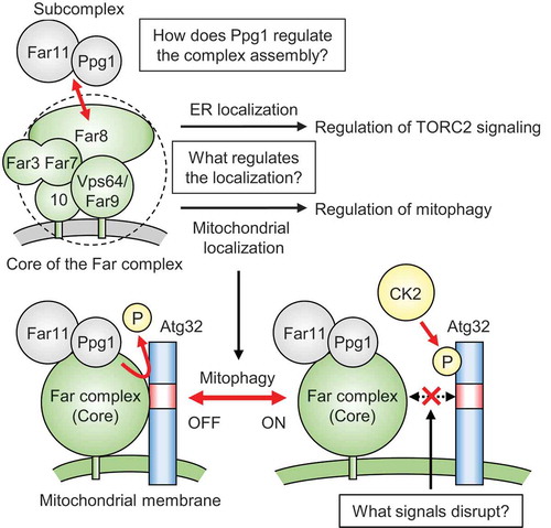 Figure 1. Model for the phosphoregulatory mechanism of Atg32. The Far complex localizes to both the ER and mitochondria, and the tail-anchor domain of Vps64/Far9 determines the localization. The Far complex exhibits localization-dependent regulation of TORC2 signaling at the ER and regulation of mitophagy at the mitochondria. Ppg1 phosphatase activity is required to assemble the Ppg1-Far11 subcomplex and the core complex (Far3, Far7, Far8, Vps64/Far9, Far10). Without stimuli, the mitochondria-localized Far complex mediates Ppg1-dependent Atg32 dephosphorylation via interaction with Atg32. Upon mitophagy stimuli, the interaction between the Far complex and Atg32 is impaired, allowing Atg32 to be phosphorylated by CK2. Unsolved issues are shown in the boxes
