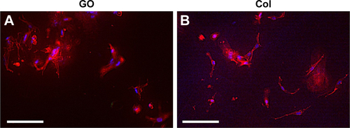 Figure S1 Immunofluorescence images of cells cultured on GO scaffold.Notes: (A) GO scaffold. (B) Collagen scaffold. Actin fibers are stained red with fluorescent phalloidin and nuclei are stained blue with DAPI. Scale bars represent 100 μm.Abbreviations: Col, collagen; DAPI, 4′,6-diamidino-2-phenylindole; GO, graphene oxide.