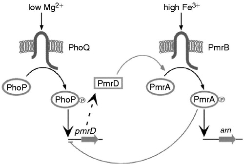 Figure 4. PmrA/PmrB and PhoP/PhoQ two-component regulatory systems. (From Falagas et al.Citation53).