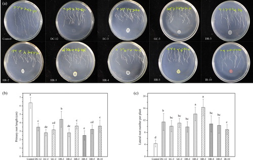 Figure 4. Effects of PGPB inoculation on the growth of Arabidopsis seedlings. (a) Representative images of 12-day-old seedlings after 7 days of growth under control and PGPB inoculated conditions; (b) Effects of PGPB on primary root length; (c) Effects of PGPB on lateral root numbers. Data represent mean values with standard deviation (±SD) of three groups of seedlings each consisting of 8 seedlings. Different letters indicate statistically significant differences (Tukey’s HSD test; p < 0.05). The experiment was repeated three times with similar results.