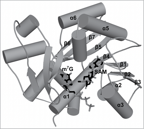 Figure 2. Crystal structure of the cap0 methyltransferase from Encephalitozoon cuniculi. A stick representation of the ligands bound to cap0 methyltransferase. The guanosine cap analog position was defined based on the structure deposited as 1RI2 in the PDB, and the methyl group donor position was depicted based on the structure deposited as 1RI4 in the PDB. Secondary structure elements that correspond to elements of the conserved RFM core are labeled. Secondary structure elements outside of the conserved core are not labeled.