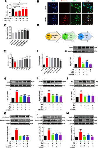 Figure 4 QSG inhibited LPS combined with ATP-induced NLRP3 inflammasome activation in RAW264.7 macrophages. (A) Establishment of LPS combined with ATP to induce NLRP3 inflammasome activation model. (B) Immunofluorescence determined that LPS in combination with ATP activates NLRP3 inflammasome. Scale bar=75 µm. (C) Safe concentration of QSG in RAW264.7 macrophages. (D) Experimental protocol for QSG in LPS combined with ATP to induce NLRP3 inflammasome activation in RAW264.7 macrophages. (E) Effective concentration of QSG in RAW264.7 macrophages. (F) MCC950 inhibitor concentration range in RAW264.7 macrophages. (G–M) Western blot analysis showed that QSG treatment reduced the expression of P2X7R, NEK7, NLRP3, ASC, Caspase-1, IL-18, IL-1β in RAW264.7 macrophages. N = 3 per group. ##P < 0.01, ###P < 0.001 vs sham group, *P < 0.05, **P < 0.01, ***P < 0.001 vs model group.