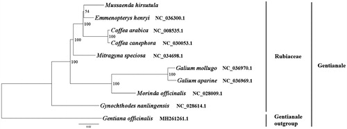 Figure 1. The best ML phylogeny recovered from 10 complete plastome sequences by RAxML. Accession numbers: Mussaenda hirsutula (GenBank accession number: MK203878, this study), Emmenopterys henryi NC_036300.1, Galium mollugo NC_036970.1, Mitragyna speciosa NC_034698.1, Gynochthodes nanlingensis NC_028614.1, Morinda officinalis NC_028009.1, Coffea arabica NC_008535.1, Galium aparine NC_036969.1, Coffea canephora NC_030053.1, outgroup: Gentiana officinalis MH261261.1.