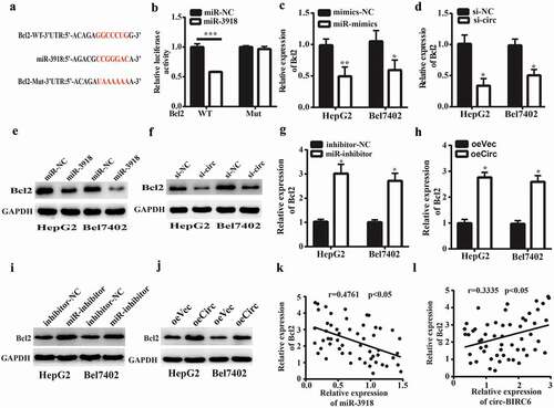 Figure 5. Circ-BIRC6 promotes Bcl2 expreSSIOn by spongmg miR-3918. (a) miR-3918 binding sites m the 3’ UTR of Bcl2 transcript. (b) Co-transfection with roiR-391 8 mimic decreases the luciferase activity of WT 3’ UTR ofBcl2 transcript in 293T cells, as determined with the dual-luciferase reporter assay. (c-f) miR-3918 overexpression and circ-BIRC6 knockdown inhibit Bcl2 mRNA (c, d) and protein (e, f) levels in HepG2 and Bel −7402 cells, as determined by qRT-PCR and western blotting, respectively.(g-j) miR-3918 inhibitor and circ-BTRC6 overexpression produced the opposite etfect on Bcl2 mRNA (g, h) and protein (i, j) levels. (k, l) Negative correlation between miR-3918 and Bcl2 levels (k) and positive con·elation between Bcl2 and circ-BrRC6 levels (l) in HCC tissues (n = 55). Data are present ed as mean ± SD. *P < 0.05, **P < 0.01, ***P < 0.001.