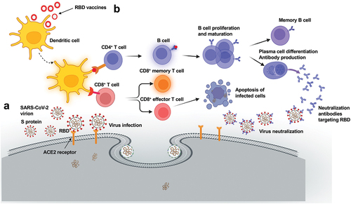 Figure 3. Schematic map of SARS-CoV-2 infection and RBD vaccine-induced immune responses. (a) SARS-CoV-2 infection. SARS-CoV-2 infects host cells by binding to cellular angiotensin converting enzyme 2 (ACE2) receptor via the receptor-binding domain (RBD) fragment in the spike (S) protein. (b) RBD vaccine-induced immune responses. RBD vaccines activate antigen presenting cells such as dendritic cells, and elicit specific CD4+ and CD8+ T cells, which either help B cells to produce antibodies, or directly kill virus-infected cells. The elicited neutralizing antibodies block the binding of RBD to the ACE2 receptor, thereby inhibiting subsequent viral entry process.