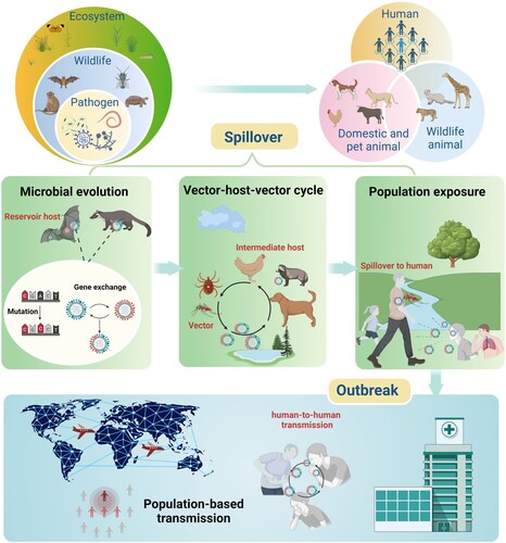 Figure 2. The processes of pathogen spillover and EID outbreak: pathogens, including bacteria, virus, fungi, parasite and protozoan from wild animals move into domestic, pets, wild animals or directly to humans. This spillover process is further detailed in steps including long-term evolution of the pathogen itself to gain the ability to jump from the original reservoir host to intermediate host, formation of cyclic vector-host-vector transmission cycle and the population-based transmission after initial exposure event, and expansion of the pathogen’s geographical range beyond the region of spillover enabled by human-to-human transmission that leads to the EID outbreak. Figure created with Biorender.com.