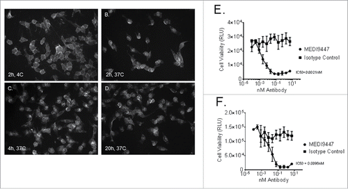 Figure 2. Internalization of CD73 upon binding by MEDI9447 was demonstrated. MDA-MB-231 human breast carcinoma cells were incubated with MEDI9447 and a fluorescently labeled anti-human IgG secondary antibody. Localization of CD73 was imaged after 2 h at 4°C (Panel A) or 37°C and again after 4 (Panel C) and 20 (Panel D) h at 37°C. Internalization of CD73 upon MEDI9447 binding was also demonstrated by measuring MDA-MB-231 (Panel E) and mouse 4T1 (Panel F) breast cancer cell viability following MEDI9447 binding in the presence of a toxin-conjugated secondary antibody. The indicated concentrations of MEDI9447 were incubated with a saporin-conjugated anti-human IgG antibody for 3 d and viability was estimated by measuring ATP levels using the Cell Titer-Glo assay kit. Data are representative of five independent experiments.