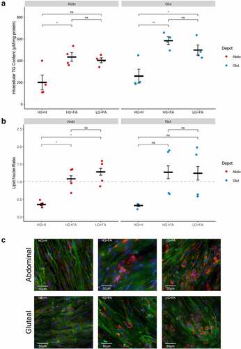 Figure 6. Addition of exogenous FAs during adipogenesis promotes greater TG accumulation. A: Normalized TG content of immortalized abdominal and gluteal adipocytes following 10 days of differentiation in the three adipogenic media conditions (n = 4). B: Lipid: nuclei ratios in immortalized abdominal and gluteal adipocytes following 11 days of differentiation in the three adipogenic media conditions (n = 4). C: Representative fluorescent microscopy images of immortalized abdominal and gluteal adipocytes following 14 days of differentiation in the three adipogenic media conditions. Neutral lipids in red, nuclei in blue and cytoskeleton in green. Horizontal bars represent means. Error bars represent SEM. TG, triglyceride; HG+H, High Glucose (17.5 mM) plus Hormones throughout; HG+FA, High Glucose plus FAs throughout; LG+FA, Low Glucose (5 mM) plus FAs throughout. Welch’s t-test tested for significance between protocols for each condition (*p < 0.05, **p < 0.01).