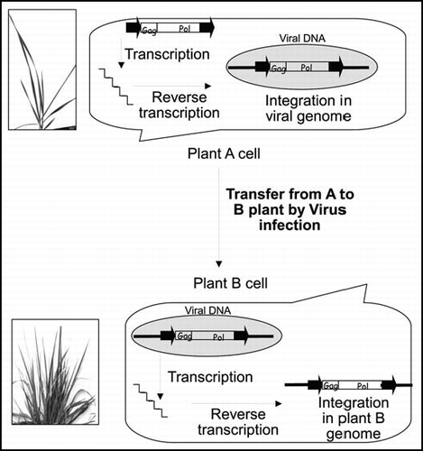 Figure 2 Vector mediated transfer: TE is activated in species A and integrated in the viral genome. Virus infect species B. TE is activated and integrated into species B genome leading to the transfer of the TE from species A to species B.
