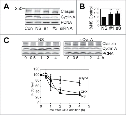 Figure 3. Cyclin A depletion increases Claspin stability. (A) Asynchronously growing HeLa cells were transfected with a lipofectamine treated only control (Con), nonsense (NS) or Cyclin A siRNAs (#1 and #3). 24 h post transfection cells were collected, lysed and immunoblotted for Claspin, Cyclin A and PCNA. (B) The level of Claspin after treatment relative to nonsense treated control from four independent experiments is shown. The double asterix indicates P < 0.01. (C) HeLa cells were transfected with either nonsense (NS) or Cyclin A siRNA (#3) then synchronised, cyclohexamide (CHX; 10 μg/ml) was added to G2 phase cells and harvested at the indicated time after CHX addition. Lysates were immunoblotted for Claspin, and PCNA as a loading control. The data is from three independent experiments.