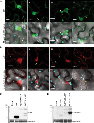 Fig. 7 Intracellular localization of FgCPP1 in Nicotiana benthamiana cells. Leaves of N. benthamiana were agroinfiltrated with FgCPP1 constructs tagged with florescent proteins and used for confocal microscopy at 24 hpi. (a) The fluorescent control GFP (i) and FgCPP1-SP:GFP (ii) showed a nucleoplasm and cytosolic (white arrow) localization while FgCPP1+ SP:GFP (iii) showed a nucleoplasm, cytosolic and chloroplastic (yellow arrow) localization. Localization of FgCPP1+ SP:GFP was not detected in the apoplast as evident by the lack of fluorescence on the apoplastic space (asterisk) visualized after plasmolysis (iv). (b) The fluorescent control mCherry (i) and FgCPP1-SP:mRFP (ii) showed nucleoplasm and cytosolic (white arrow) localization. FgCPP1+ SP:mRFP (iii) fluorescence localized to the nucleoplasm, cytosol and chloroplast (yellow arrow). Induction of plasmolysis in cells expressing FgCPP1+ SP:mRFP (iv) showed no apoplastic (asterisk) fluorescence. (c) Protein blots of agroinfiltrated plants used in section (a) showed the presence of the full-length GFP (27 kDa), FgCPP1-SP:GFP (41 kDa) and FgCPP1+ SP:GFP (43 kDa) along with some break-down products (two products of ~30 and ~35 kDa) at 24 hpi. (d) Protein blots of agroinfiltrated plants of section (b) detected the full-length mCherry (27 kDa), FgCPP1-SP:mRFP (40 kDa) and FgCPP1+ SP:mRFP (42 kDa) accompanied by some break-down products (~35 kDa products for FgCPP1-SP:mRFP and FgCPP1+ SP:mRFP) at 24 hpi. The loading control corresponds to the large unit of Rubisco visualized upon exposing membranes to Coomassie stain. Representative results of two experimental repeats of confocal microscopy and protein blots are shown. The images in section a-b constitute snapshots of a single optical section and the scale bar on them represents 10 µm.