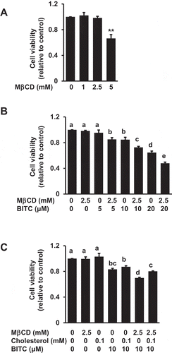 Figure 2. Enhancing effect of MβCD on the BITC-induced antiproliferation. (a) HCT-116 cells were exposed to the indicated concentrations of MβCD for 1 h, then incubated in 1% FBS DMEM medium for 48 h. Cell viability was determined by an MTT assay. All values were expressed as means ± SD of three separate experiments (*p < 0.05, **p < 0.01 compared to negative control). (b) After the pretreatment with 2.5 mM MβCD, the cells were treated with BITC for 48 h. (c) After the pretreatment with 2.5 mM MβCD, the cells were exposed to cholesterol for 1 h, followed by the BITC treatment for 48 h. Cell viability was determined by an MTT assay. All values were expressed as means ± SD of three separate experiments. Different letters above the bars indicate significant differences among the treatments for each condition (p < 0.05).