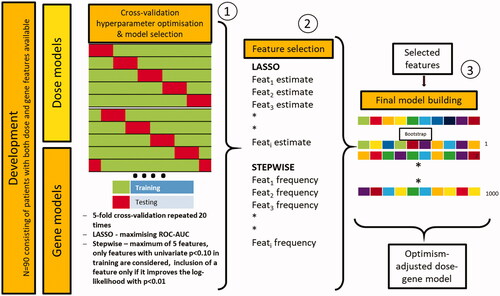 Figure 1. Steps for dose, gene, and dose-gene model development. (1) Hyperparameter tuning using 5-fold cross-validation repeated twenty times, where model parameters for the LASSO were optimised. (2) Feature selection was performed by ranking the features based on the estimated coefficient (LASSO) and frequency (stepwise). Highly ranked features were selected for the final model. (3) Final optimism-adjusted dose-gene model development utilising the features selected in step 2).