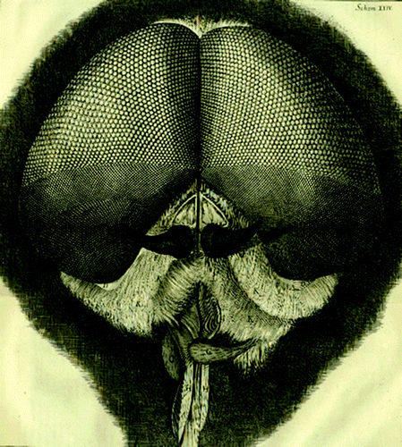 Figure 1. Eye and head of a grey drone fly. Source: Schema 24 of Robert Hooke's Micrographia.