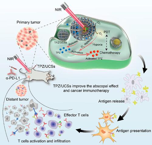 Figure 18 The schematic diagram of TPZ/UCSs and their application to cancer treatment via NIR light-triggered PDT and hypoxia-activated chemotherapy with immunotherapy. Reprinted with permission from Shao Y, Liu B, Di Z et al. Engineering of Upconverted Metal-Organic Frameworks for Near-Infrared Light-Triggered Combinational Photodynamic/Chemo-/Immunotherapy against Hypoxic Tumors. J Am Chem Soc. 2020;142(8):3939–3946. Copyright (2020) American Chemical Society.Citation152