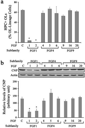 Figure 2. Diverse effects of FGFs on the differentiation of oligodendrocyte progenitors. OPCs were grown in the absence (control) or presence of FGF1, FGF2, FGF4, FGF5, FGF6, FGF9, FGF16, or FGF20 for 3 d and the effect of these FGFs on their differentiation was analyzed. (a) Quantification of the number of HPC + OLs expressed as percentage of total OL-lineage cells (A2B5+/O4+ cells) shows that only FGF1 and FGF2 induce a statistically significant decrease in their numbers compared with controls. (b) Quantification of the level of CNP analyzed by immunoblotting also show statistically significant decrease in its level in FGF1 and FGF2 treated cultures. Error bars represent SEM; N = 3 independent experiments, each performed in triplicate. *p < .05. FGF1, FGF2, FGF4, FGF6, FGF9 were used at 10 ng/ml and FGF5, FGF16, FGF20 at 20 ng/ml. Fresh doses of all FGFs were re-added on second day with a medium change. Inset, show representative immunoblots for the expression of CNP and actin as protein loading control.