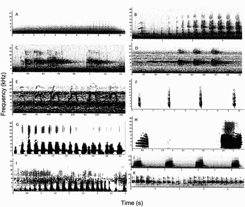 Figure 2. Spectrograms showing the vocalisations recorded from the three owl species. A, Austral pygmy owl contact pair call; B, austral pygmy owl territorial call; C, austral pygmy owl tick tiririck call; D, austral pygmy owl nestling call or trigigick call; E, austral pygmy owl courtship call; F, austral pygmy owl diuh diuh call; G, rufous-legged owl territorial call; H, rufous-legged owl female contact pair call; I, rufous-legged owl contact pair call; J, barn owl territorial call; K, barn owl twittering call.
