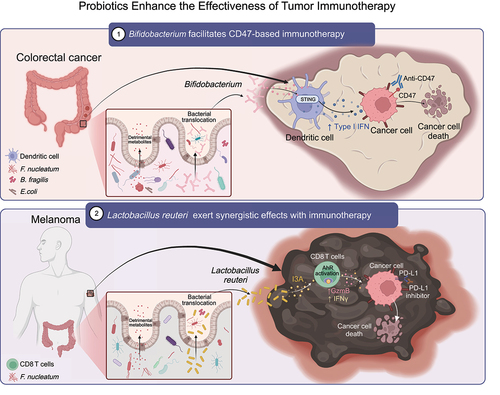 Figure 4. The primary mechanism of probiotics enhances the effectiveness of tumor immunotherapy.