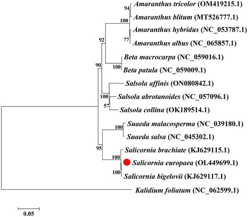 Figure 3. Phylogenetic tree constructed based on MEGA 7.0. The accession numbers of the coding sequences used for the tree are as follows: Salicornia europaea OL449699, Salicornia bigelovii KJ629117.1 (Jamdade et al. Citation2022), Salicornia brachiata KJ629115.1 (Jamdade et al. Citation2022), Salsola abrotanoides NC057096.1, Salsola collina OK189514.1, Suaeda malacosperma NC039180.1, Suaeda salsa NC045302.1, Amaranthus tricolor OM419215.1, Amaranthus hybridus NC053787.1, Amaranthus blitum MT526777.1, Amaranthus albus NC065857.1, Salsola affinis ON080842.1, Beta macrocarpa NC069016.1, Beta patula NC059009.1, and Kalidium foliatum NC062599.1. The bootstrap support values are shown on the nodes.