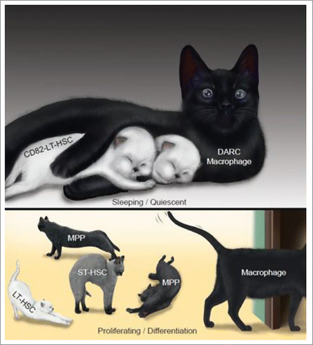 Figure 1. CD82(KAI1) on LT-HSCs interacts with its binding partner DARC expressed on macrophages, to maintain LT-HSC quiescence. This is a metaphorical image depicting the relationship of DARC+ macrophages (black-furred mother cat), CD82+ LT-HSCs (white-furred kittens) and other haematopoietic stem-progenitors (gray-furred kittens). When the mother holds the kittens in her forelegs in the dark (DARC), they fall asleep. During the day (the absence of macrophagic DARC), the mother lets her kittens out; they then wake up and undergo proliferation and differentiation.