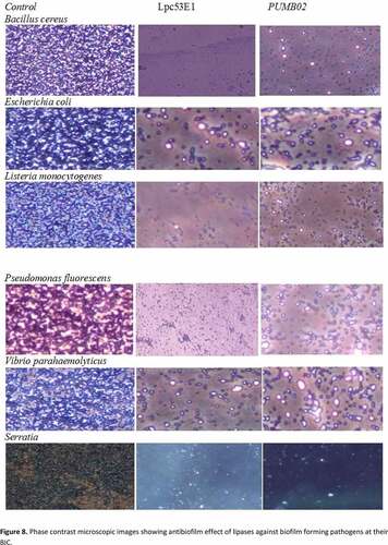 Figure 8. Phase contrast microscopic images showing antibiofilm effect of lipases against biofilm forming pathogens at their BIC