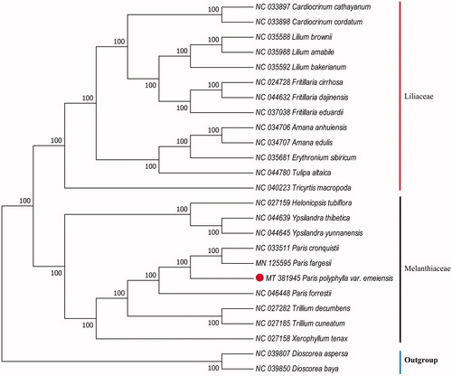 Figure 1. Phylogenetic analysis of 22 species and two taxa as outgroups based on chloroplast genome sequences by RAxML, bootstrap support value near the branch.
